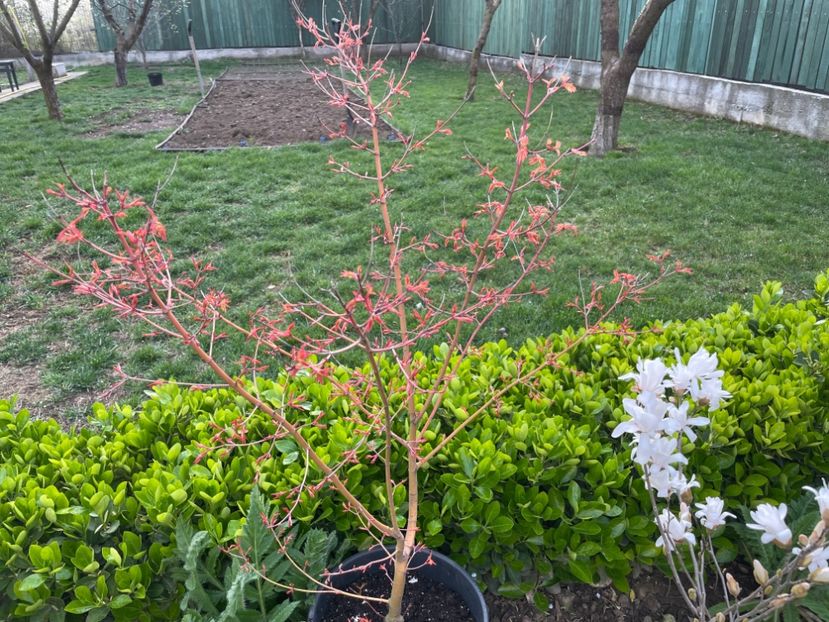  - 002 Grădina 2024 1