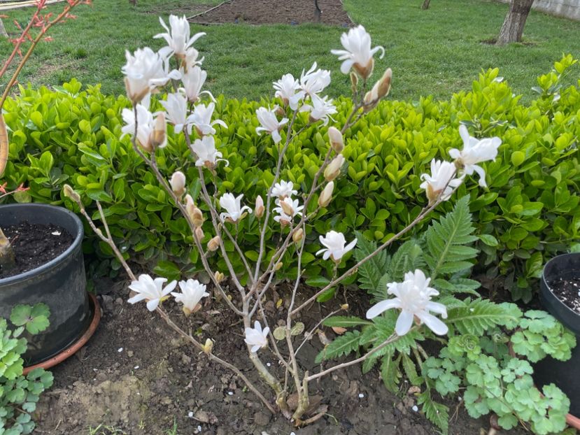  - 002 Grădina 2024 1