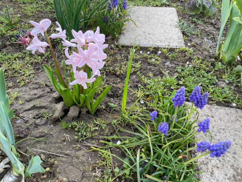  - 002 Grădina 2024 1