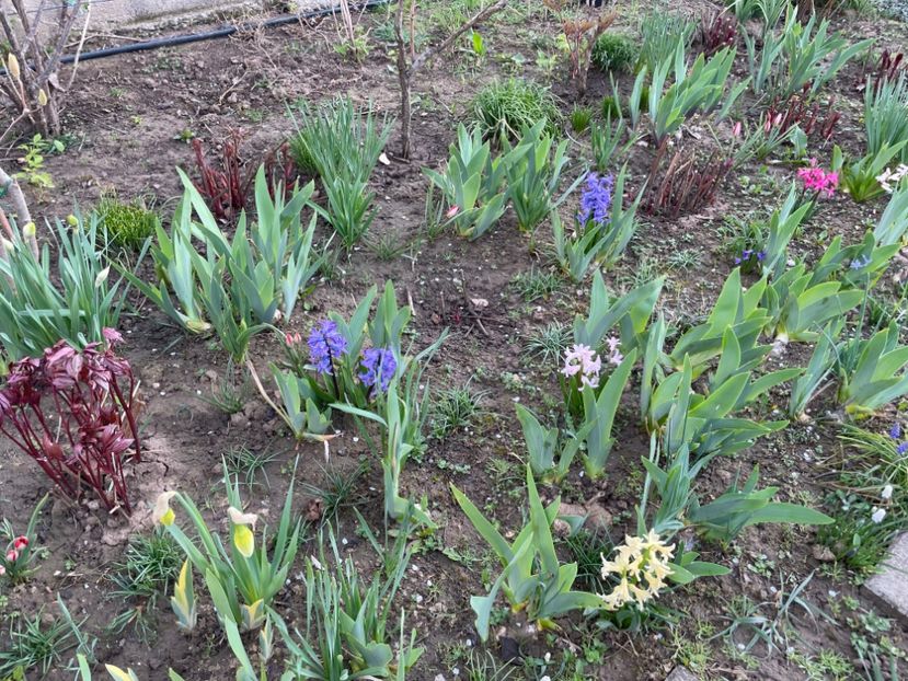  - 002 Grădina 2024 1