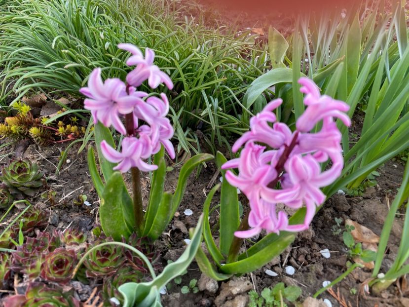  - 002 Grădina 2024 1