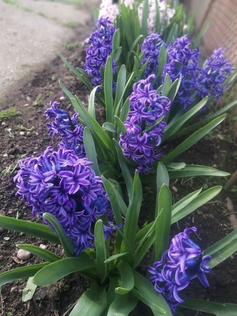  - PRIMVARA 2024 2025