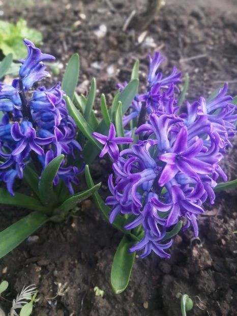  - PRIMVARA 2024 2025