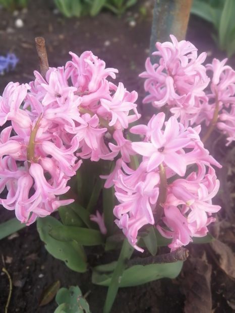  - PRIMVARA 2024 2025