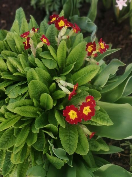  - PRIMVARA 2024 2025