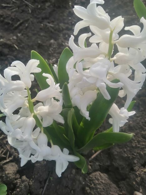  - PRIMVARA 2024 2025