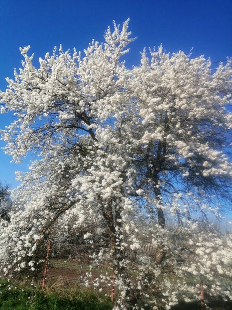  - PRIMVARA 2024 2025