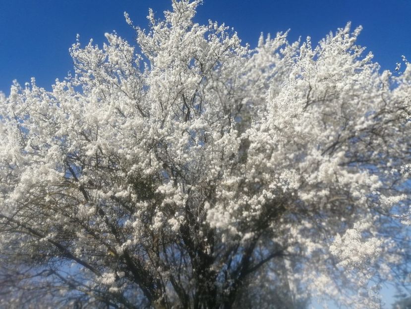  - PRIMVARA 2024 2025