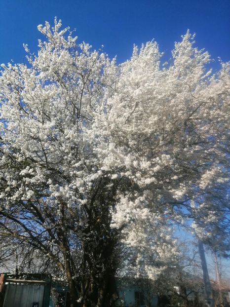  - PRIMVARA 2024 2025