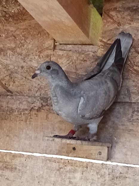 Pui-2024 - Arhiva-amintiri