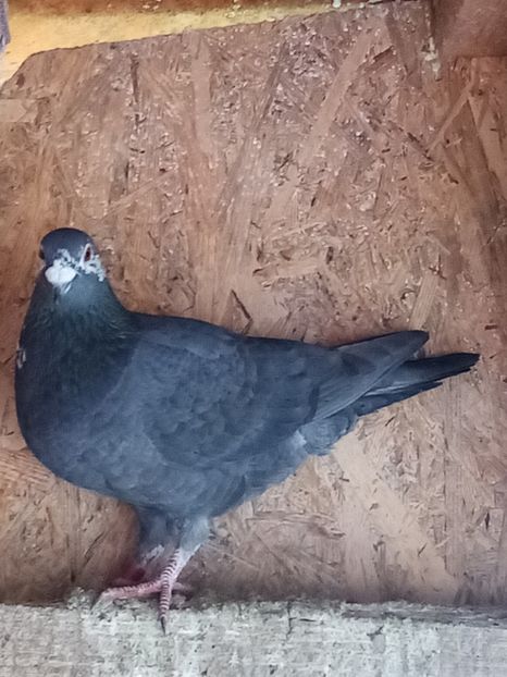 Mascul-2023 - Arhiva-amintiri