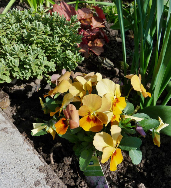  - 2024 - 01 - Primavara