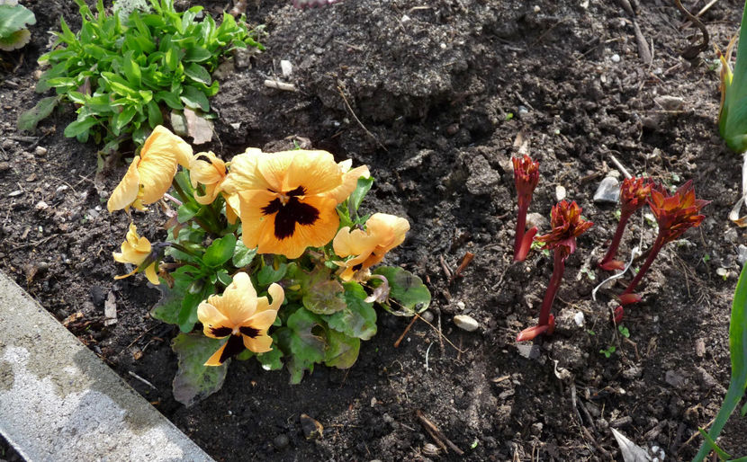  - 2024 - 01 - Primavara