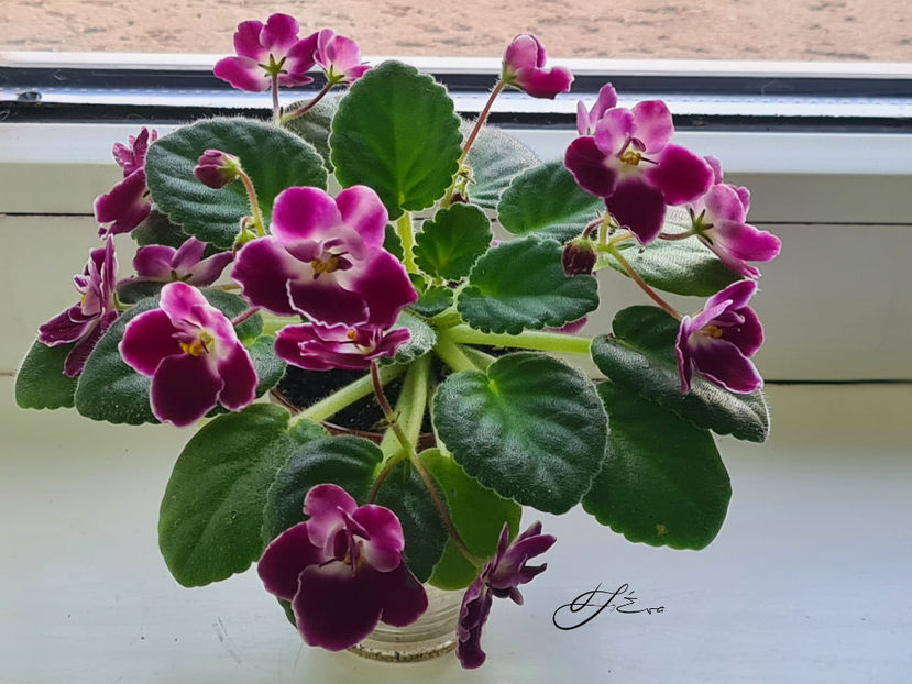  - Mac s Glacial Grape