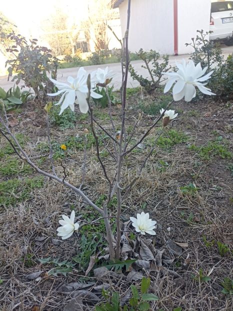 2024-29.03 - Magnolia stellata