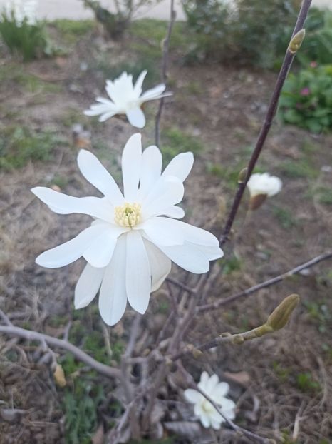 2024-29.03 - Magnolia stellata