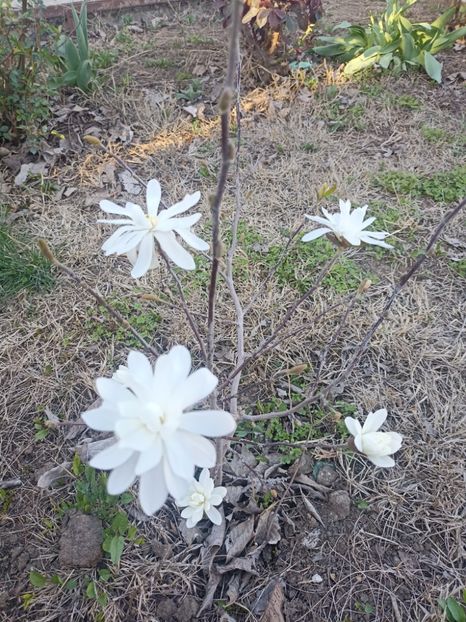 2024-29.03 - Magnolia stellata