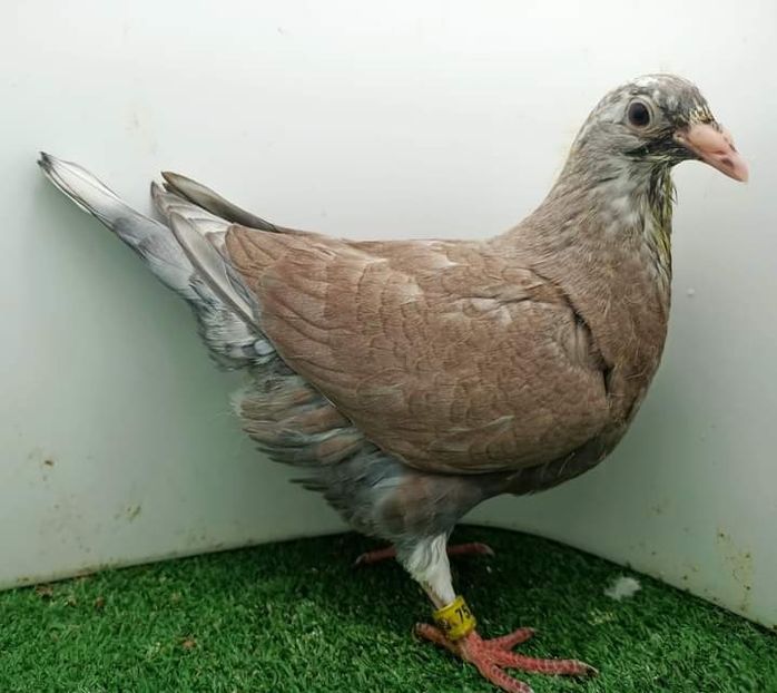  - Nu îmi aparțin 7