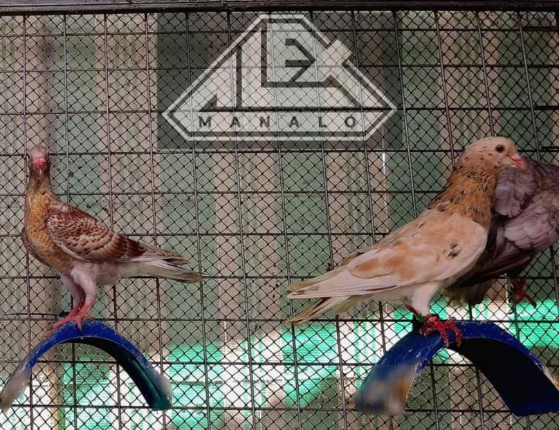  - Nu îmi aparțin 7