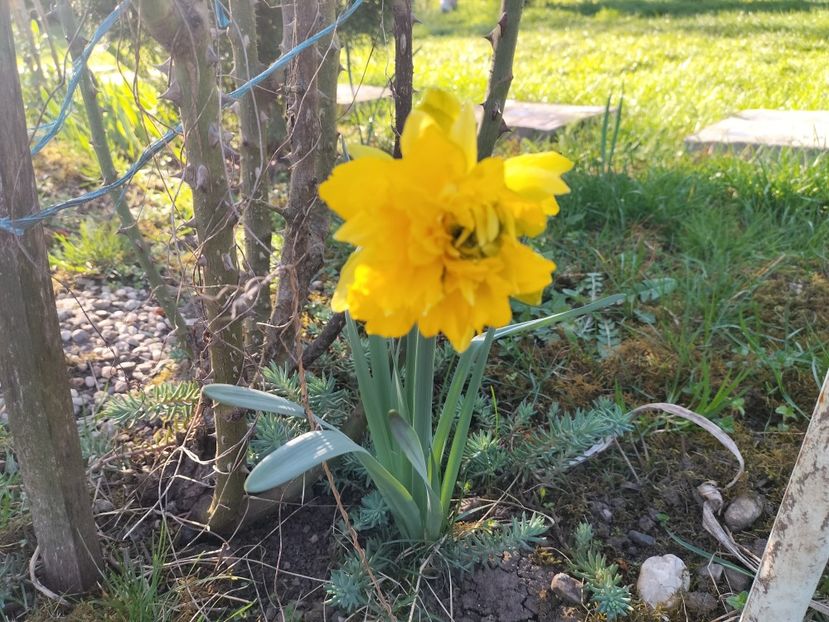 IMG20240329165303 - Primăvară 2024