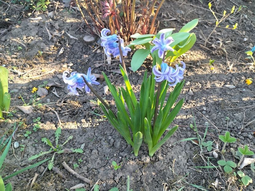 IMG20240329165257 - Primăvară 2024