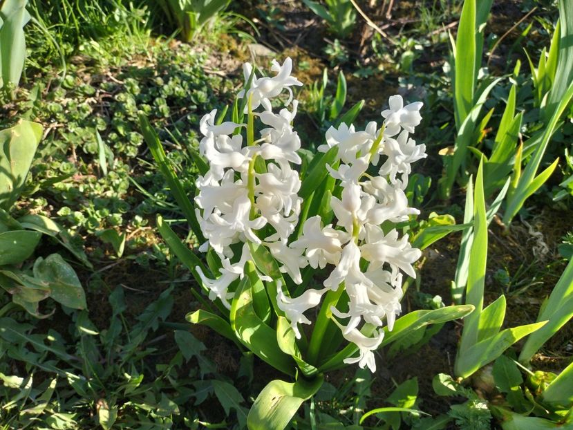 IMG20240329165227 - Primăvară 2024