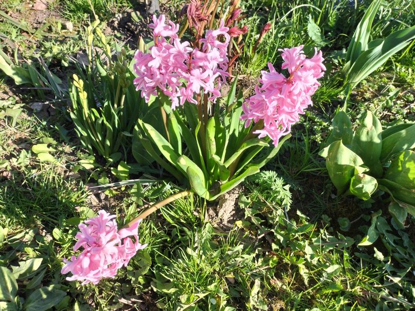 IMG20240329165224 - Primăvară 2024