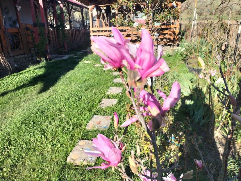 IMG20240329165131 - Primăvară 2024