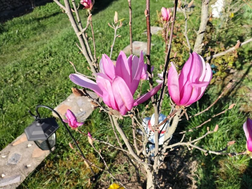 IMG20240329165127 - Primăvară 2024