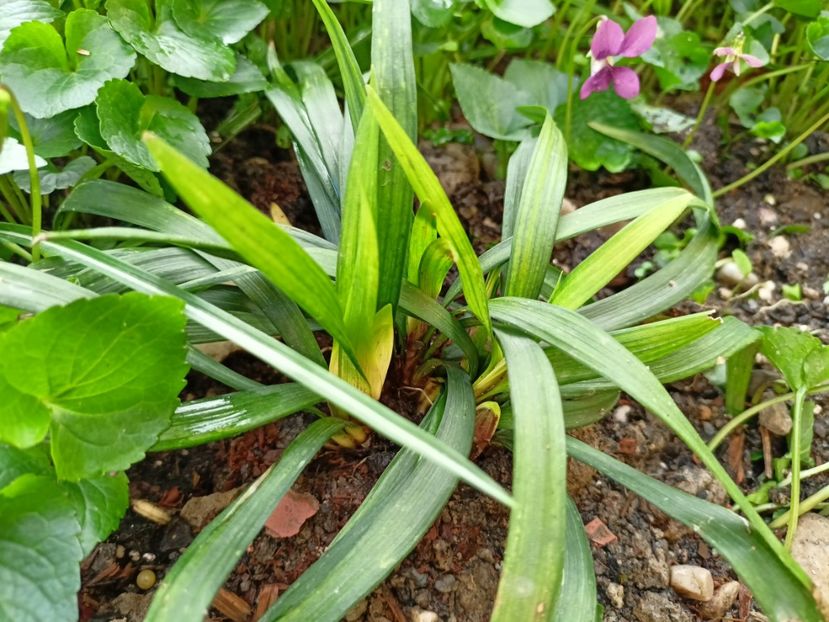 Liriope muscari Okina - Grădina 2024