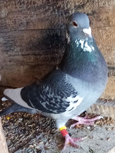 Mascul-2022 - Arhiva-amintiri