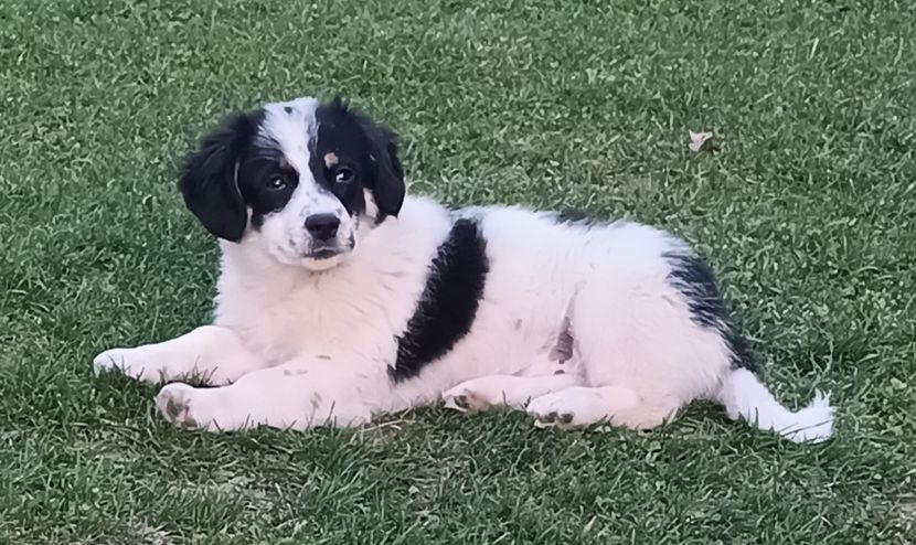  - AAAAAAAA__FLORA ȘI MUSTAȚĂ