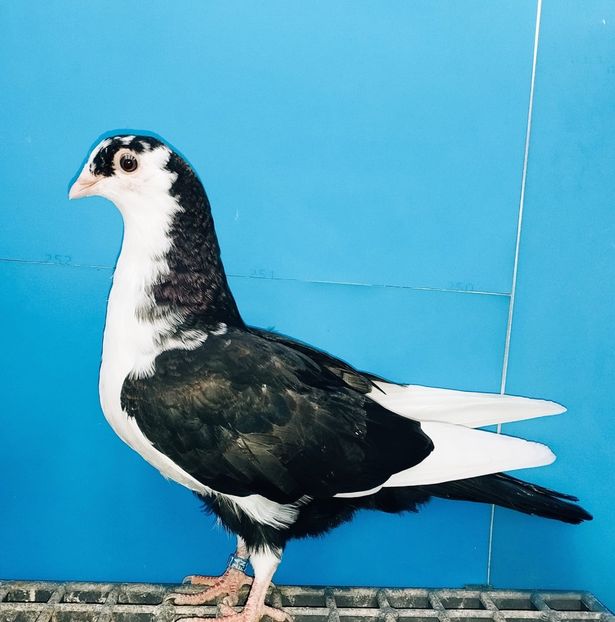 13302  femelă  2024_3 - tineret 2024