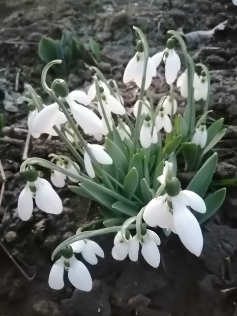  - PRIMVARA 2024 2025