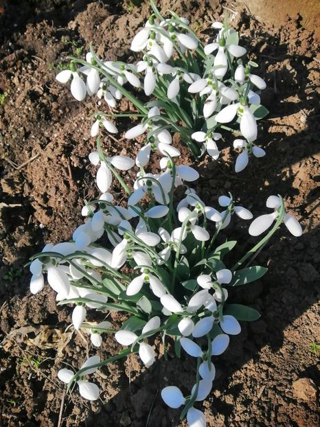  - PRIMVARA 2024 2025