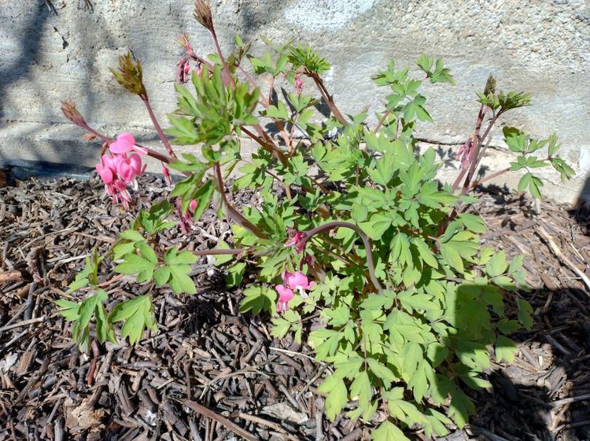  - Flori de gradină-2024