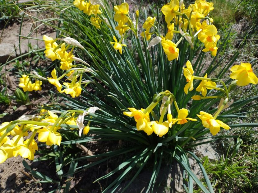  - Flori de gradină-2024