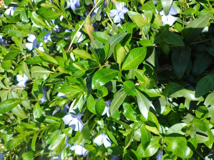  - Flori de gradină-2024