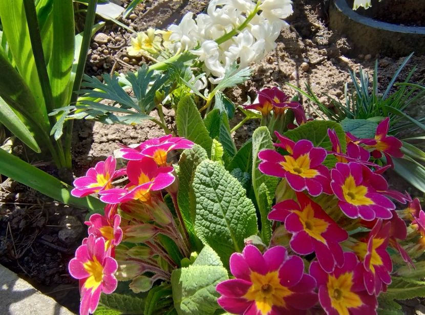  - Flori de gradină-2024