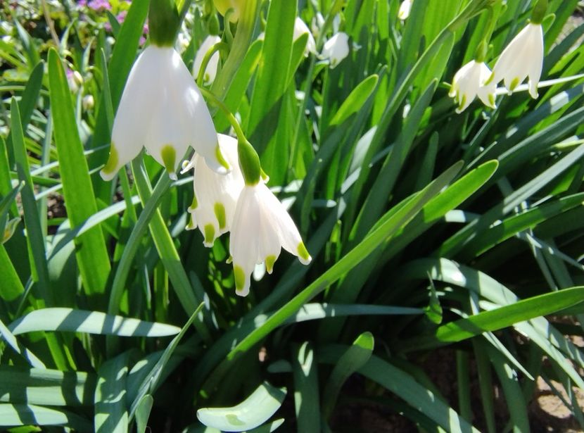  - Flori de gradină-2024