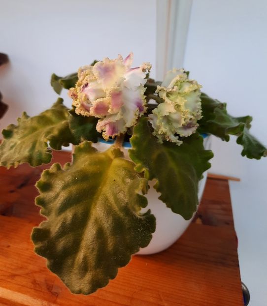 Martie 2024 - IRISH CREAM