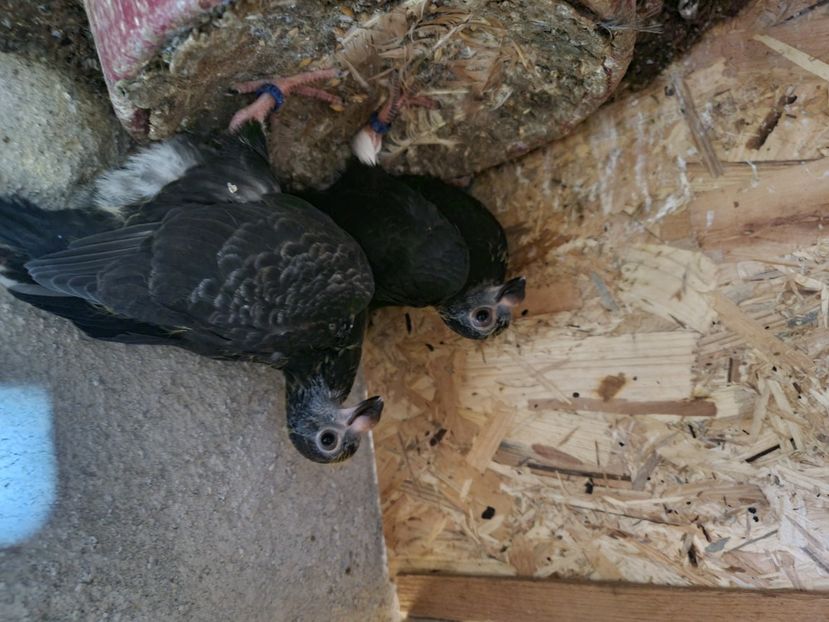  - Indian german 2024