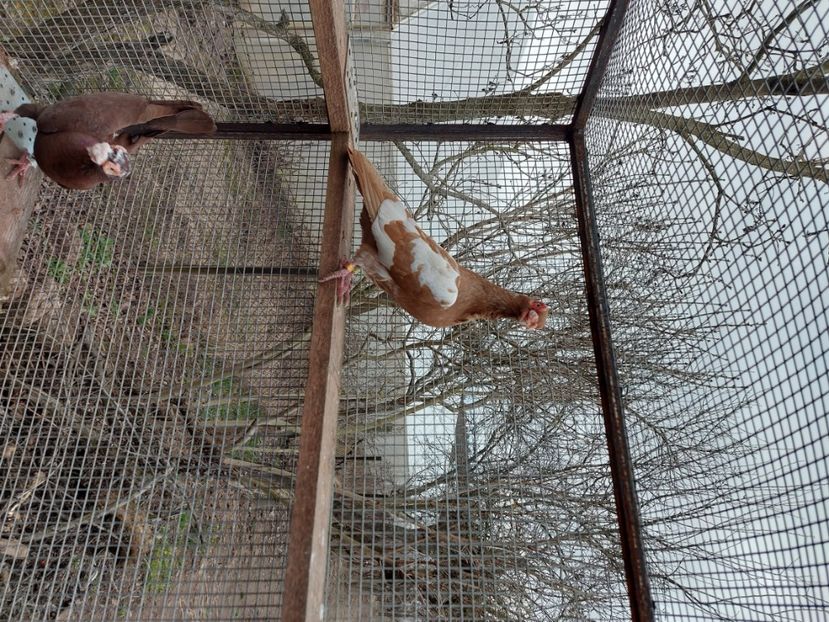  - Indian german 2024