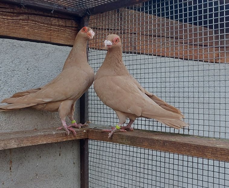  - Indian german 2024