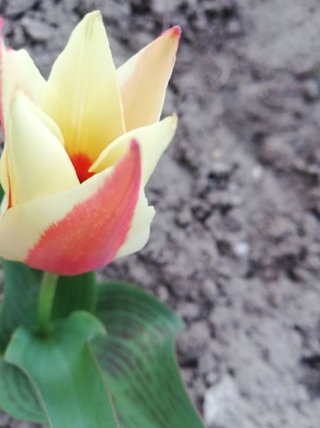 Mulțumesc - Flori 2024