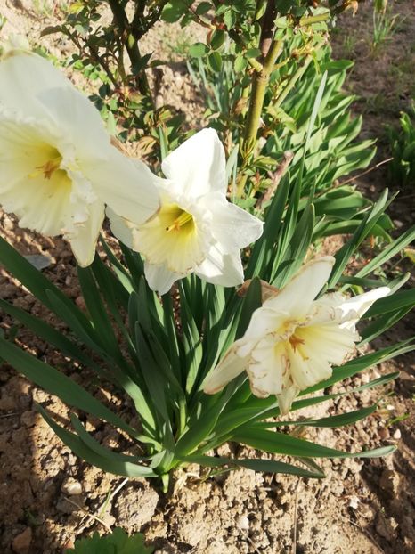 Multumesc - Flori 2024