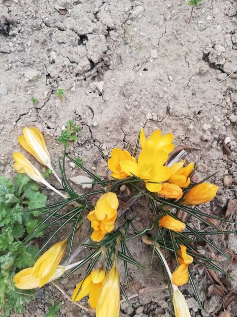 Mulțumesc - Flori 2024