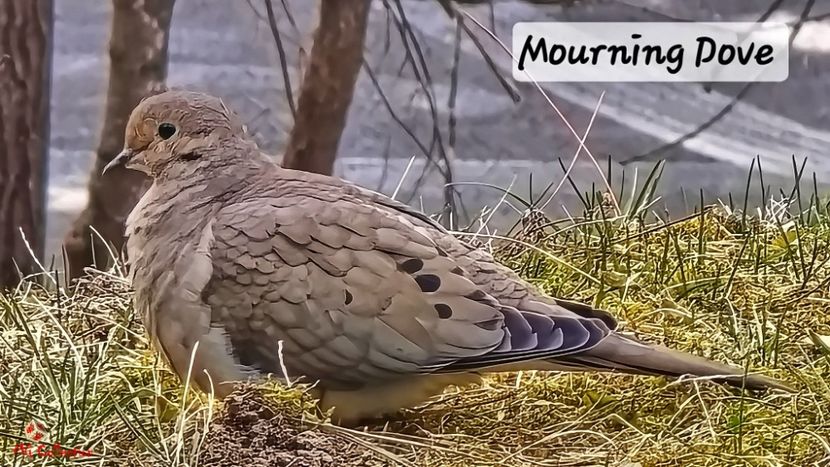 Canadian Mourning Dove-Gugustiuc Canadian - BIRDS - Pasari