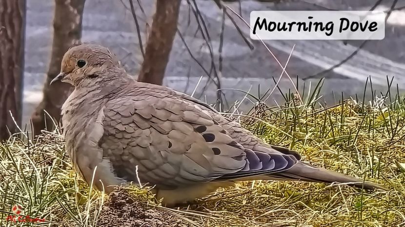 Canadian Mourning Dove-Gugustiuc Canadian - C - BIRDS - Pasari
