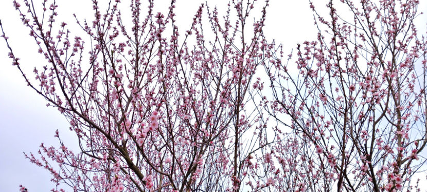  - 2024 - 01 - Primavara